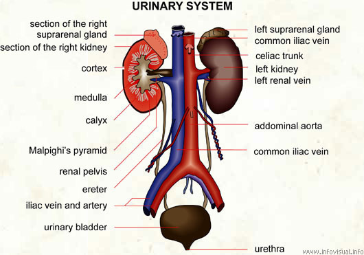 Urinary system  (Visual Dictionary)